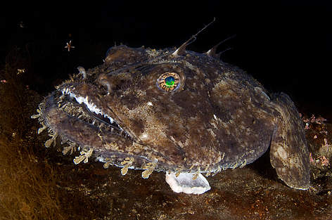 Makšķerniekzivs (Lophius piscatorius) uz akmens, Saltstraumena, Bodo, Norvēģija, 2008.gada oktobris.
© Wild Wonders of Europe /Magnus Lundgren / WWF rel=