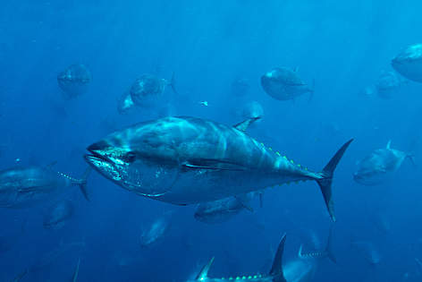Klusā okeāna Zilspuru tunzivs (Thunnus thynnus) , Meksika.
© naturepl.com / Visuals Unlimited / WWF rel=