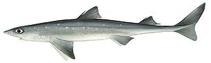 Haizivs
© Scandinavian Fishing Year Book – scandposters.com
© Scandinavian Fishing Year Book – scandposters.com