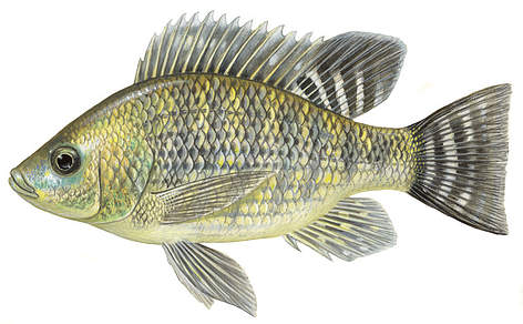 Nīlas tilapija (Oreochromis niloticus)
© Scandinavian Fishing Yearbook / WWF-Canon rel=