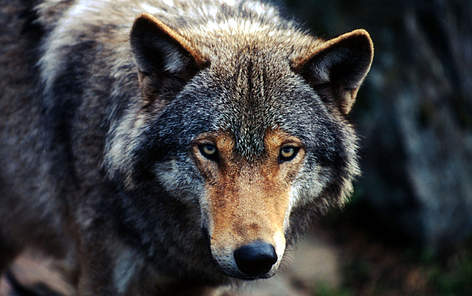 Vilks (Canis lupus), nebrīvē
© Chris Martin Bahr / WWF rel=