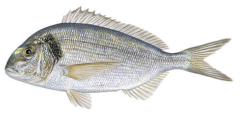 Zeltainā jūraskarūsa jeb dorada
© Scandinavian Fishing Yearbook / WWF-Canon rel=